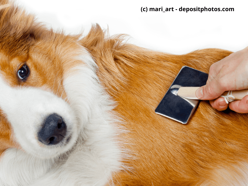 Körperpflege Hund Fell wird gekämmt