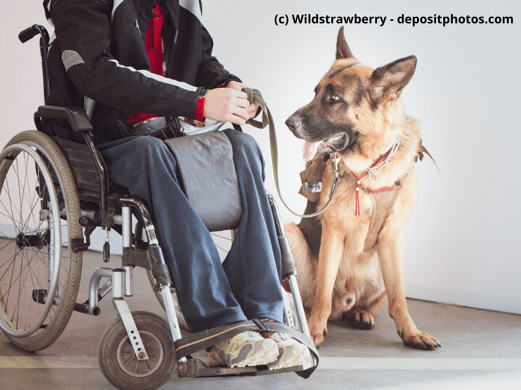 LPF-Assistenzhunde, Schäferhund, Diensthund mit dem Besitzer, dem Rollstuhlfahrer
