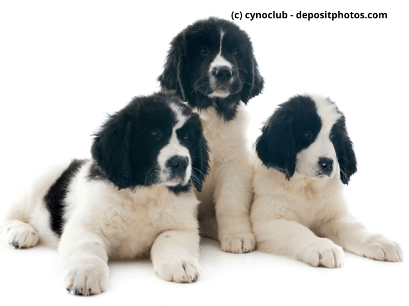 Landseer Welpen vor weißem Hintergrund