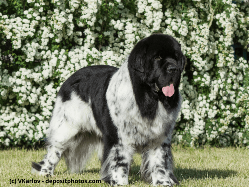 Landseer groß steht auf grünem Rasen