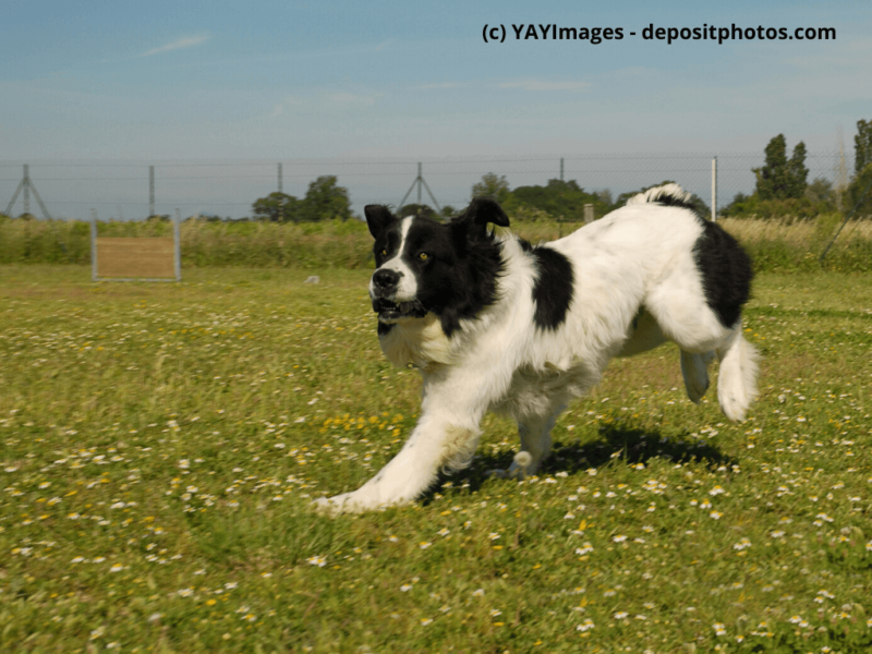 Landseer springt über ein Feld
