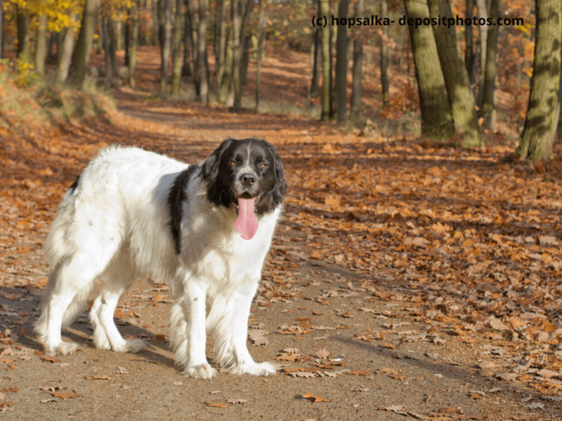 Landseer steht in einem herbstlichen Wald