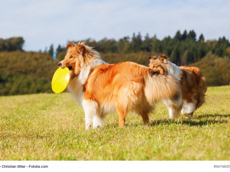 Langhaarcollie spielt mit Frisbee-Scheibe