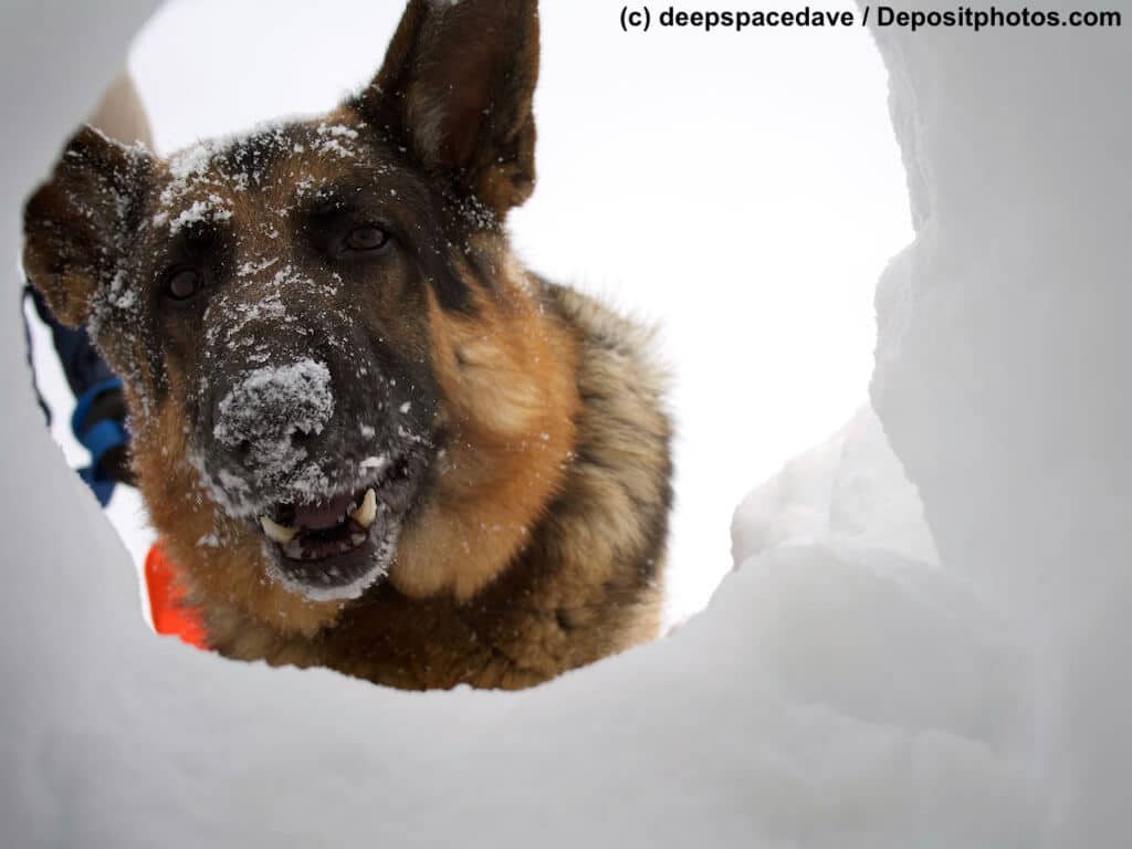 Schäferhund mit Schneenase schaut durch Loch im Schnee