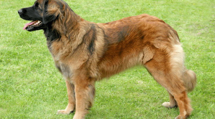 Leonberger