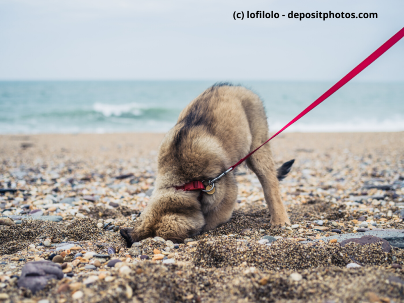 Leonberger Welpe buddelt am Strand