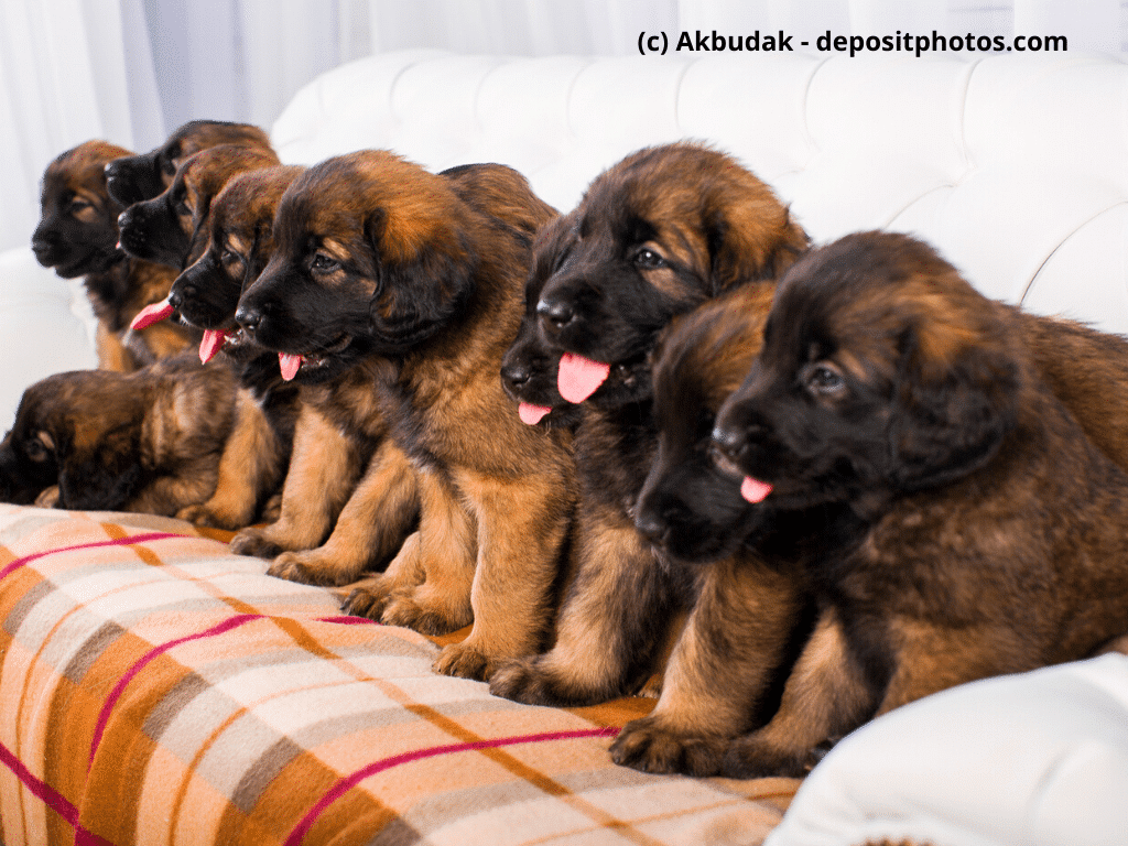 Leonberger Welpen sitzen auf einem weißen Sofa
