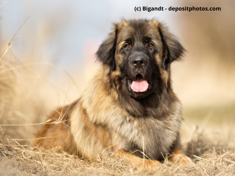 Leonberger liegt im Heu