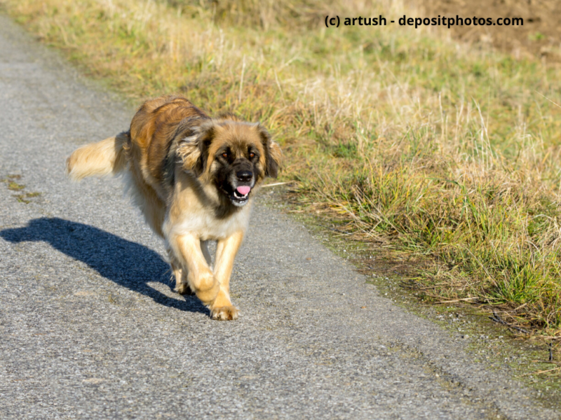 Leonberger rennt im Freien