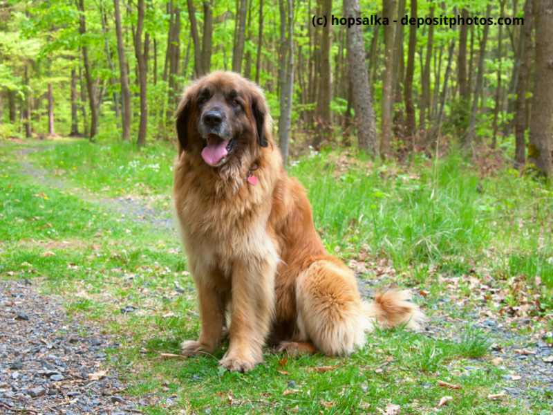 Leonberger sitzt im Wald