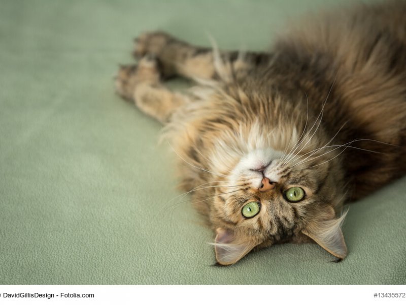 Maine Coon sind verspielte Katzen