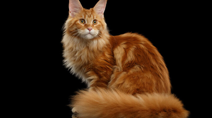 Maine Coon