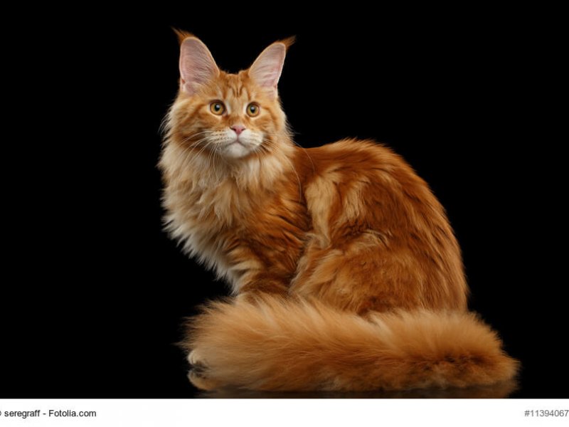 Maine Coon Steckbrief