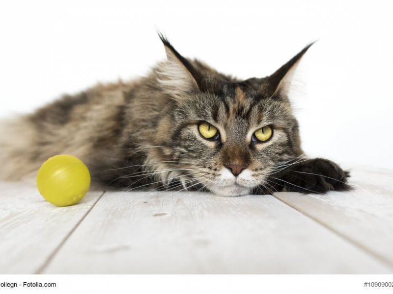 Maine Coon sind ziemlich verspielt