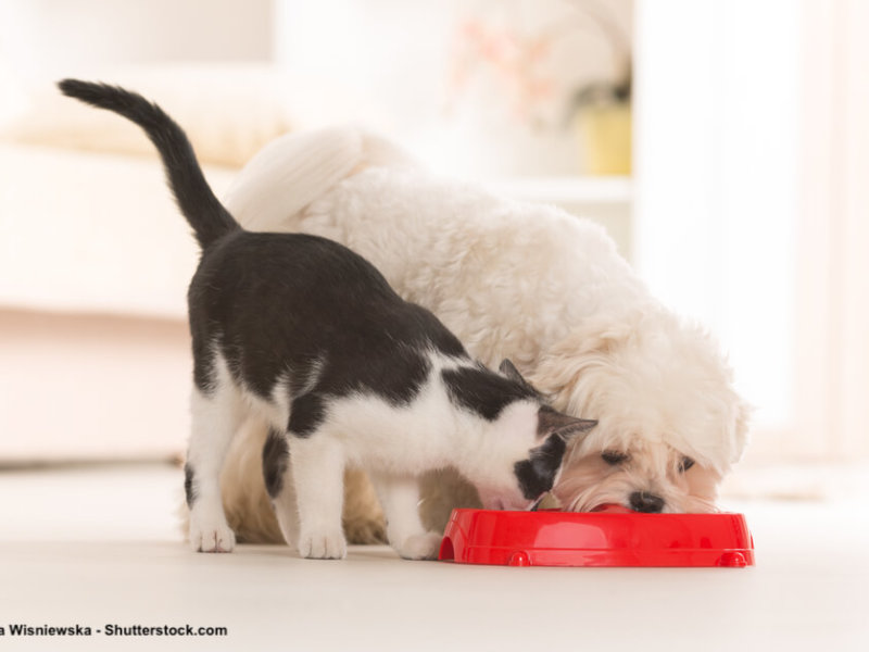 Malteser-Katze-gemeinsamer-Fressnapf