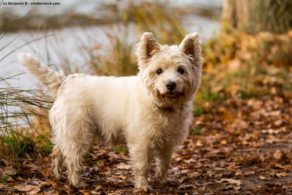 Ein dreckiger Malteser steht im Herbst vor einem Gewässer. Die Beschriftung lautet: Man kennt sie oft mit Schleifchen im Haar, aber Malteser machen sich wie alle anderen Hunde auch gerne mal dreckig.