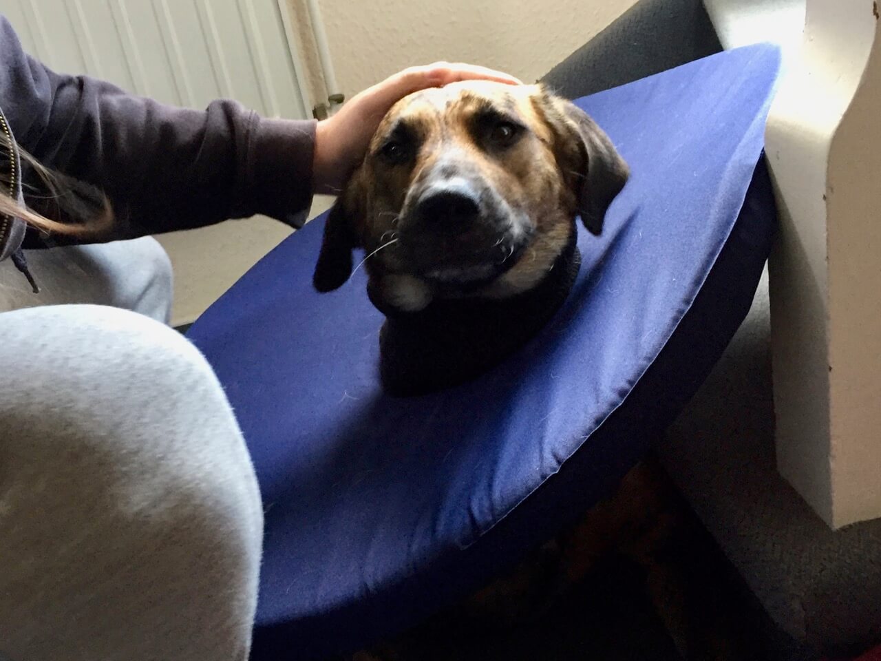 Ein Hund mit blauem Mondkragen bekommt den Kopf getätschelt und zeigt Meideverhalten