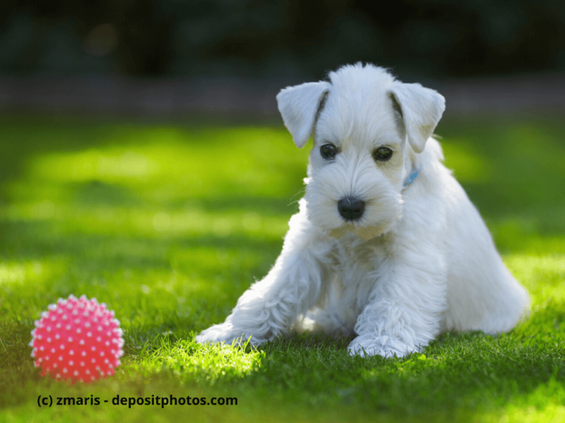 Mittelschnauzer Welpe weiß sitzt mit Ball auf dem Rasen