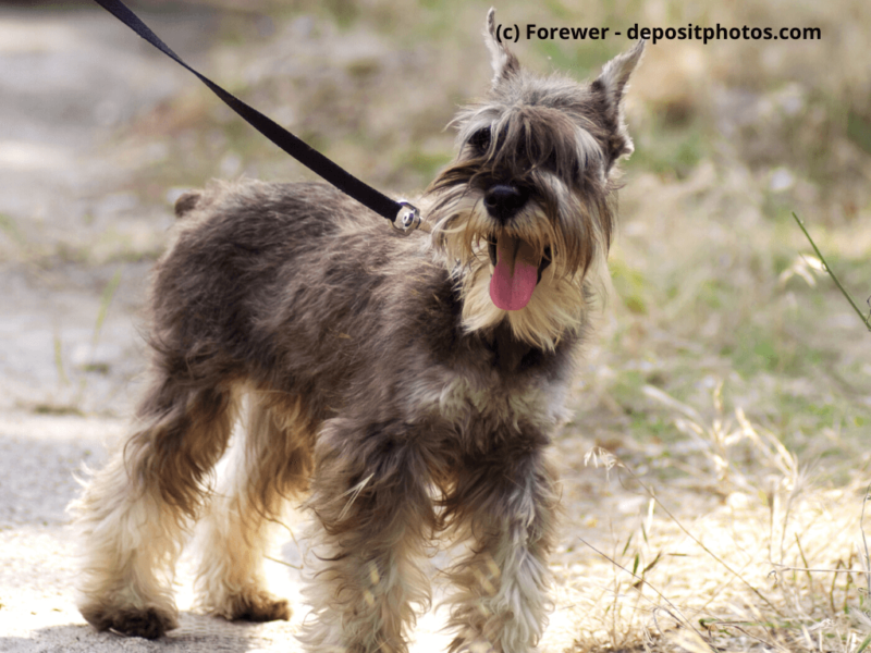 Mittelschnauzer an der Leine auf einem Waldweg