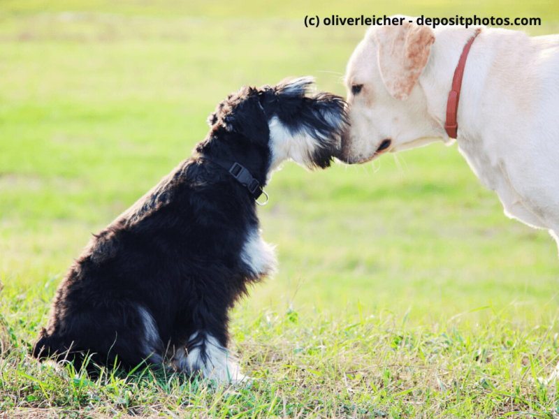Mittelschnauzer lernt anderen Hund kennen im Freien