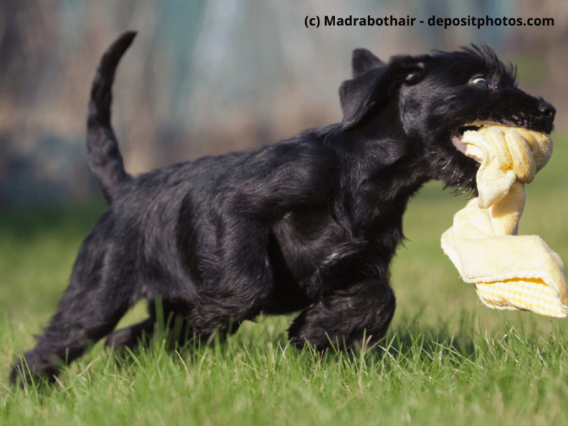 Mittelschnauzer schwarz spielt mit Handtuch auf dem Rasen