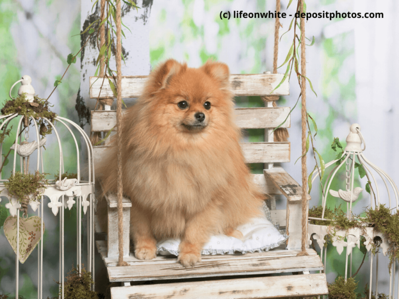 Zwergspitz – Pomeranian im Fotostudio sitzt auf Stuhl