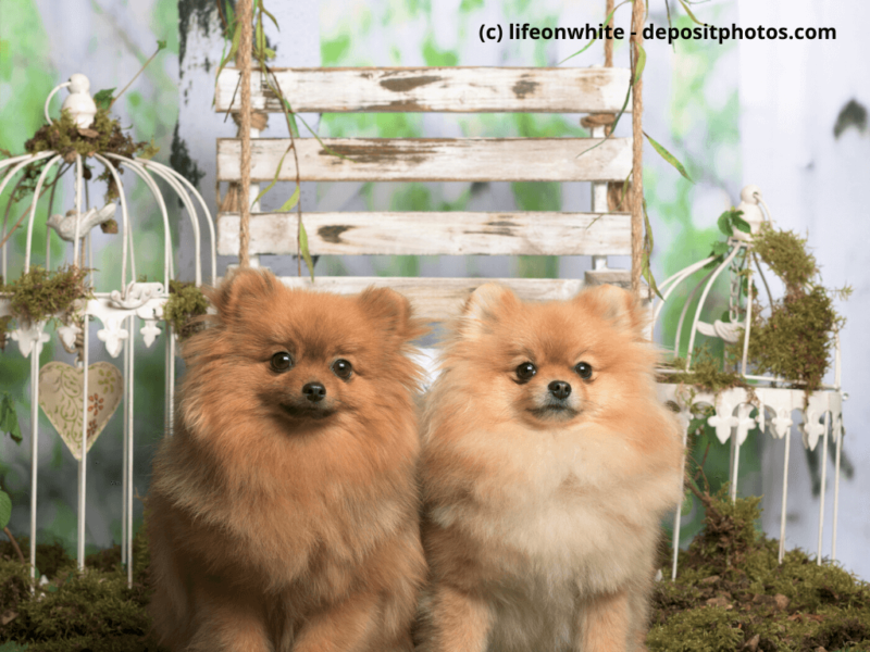Zwergspitz – Pomeranian sitzen im Fotostudio