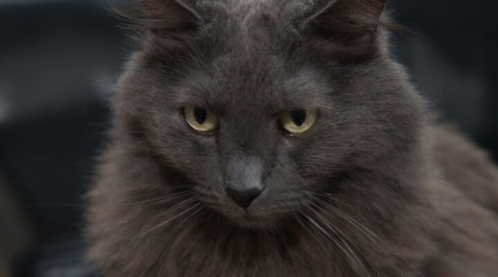 Nebelung