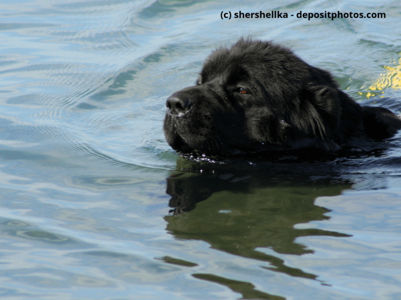 Neufundländer schwimmt