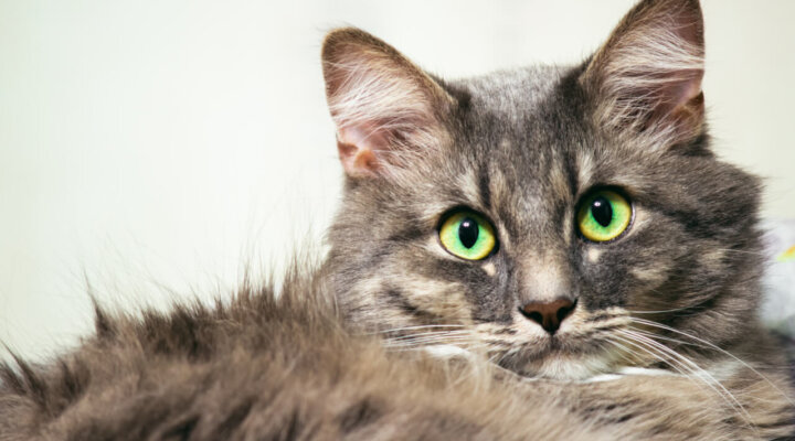 Norwegische Waldkatze (Norweger)