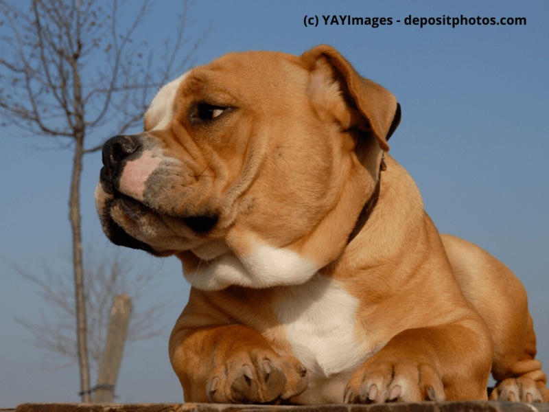 Old English Bulldog Portrait im Freien
