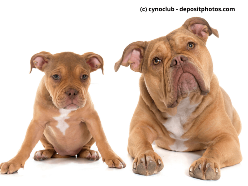 Old English Bulldog Welpe und Erwachsene vor weißem Hintergrund
