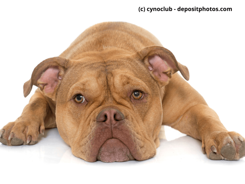 Old English Bulldog liegt vor weißem Hintergrund