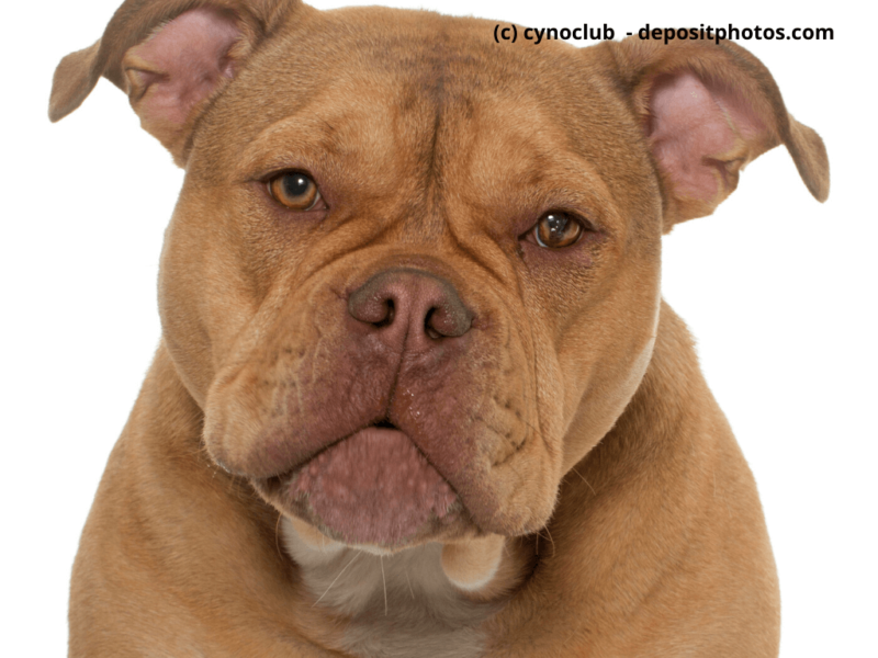 Old English Bulldog vor weißem Hintergrund