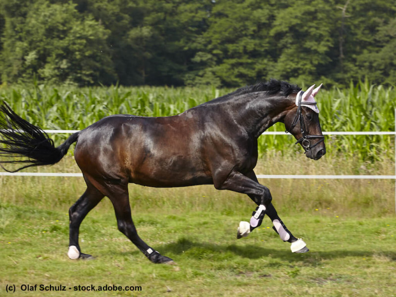Oldenburger im freien Galopp auf der Wiese