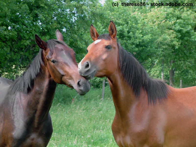 Zwei Junghengste auf einer Wiese