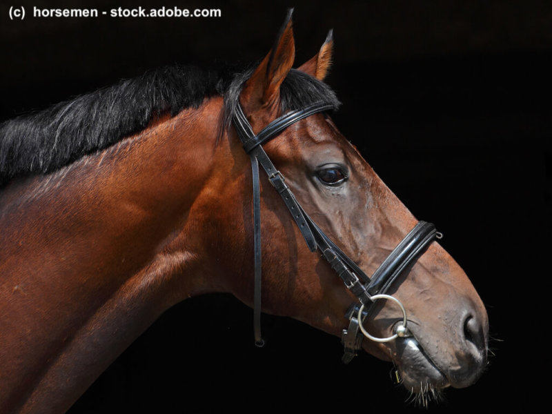 Oldenburg Porttrait vor schwarzem Hintergrund