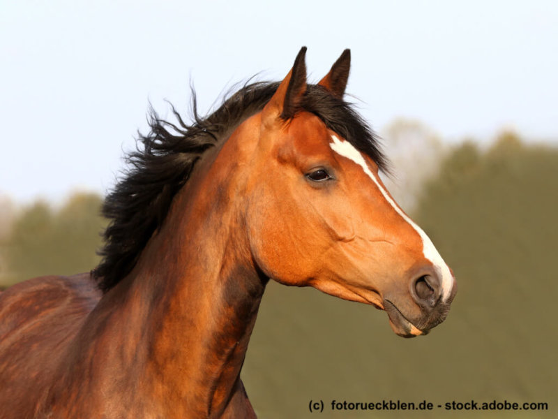 Portrait einer Zuchtstute
