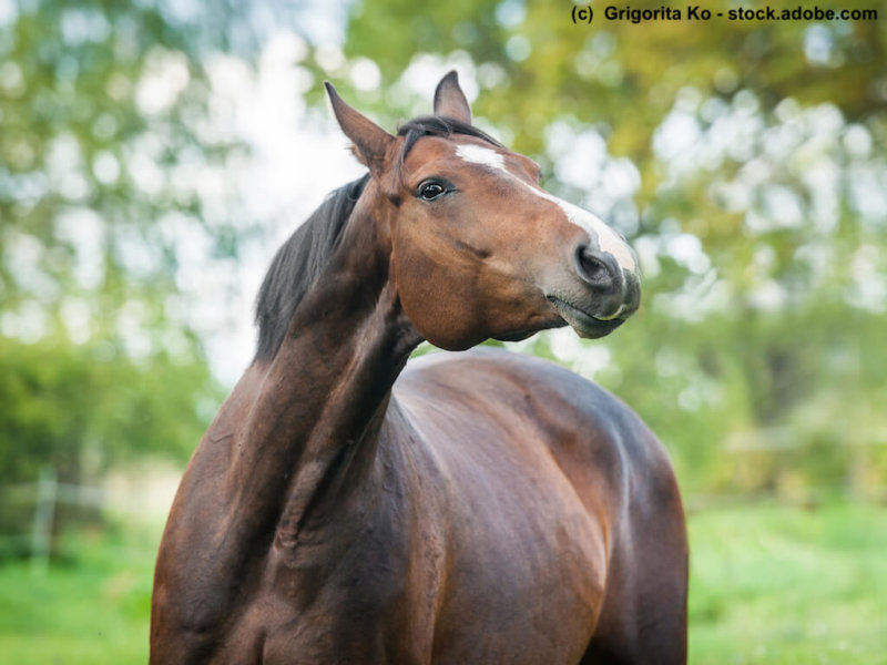 Oldenburger Perd Portrait