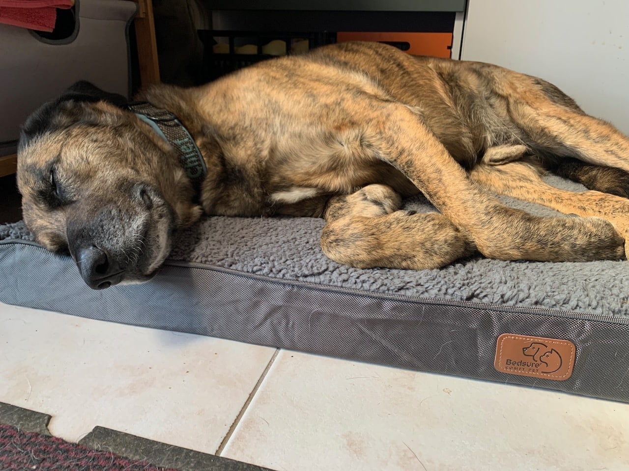 Ein braun getigerter großer Hund liegt auf einer grauen Hundematte. Beschriftung lautet: Unsere Testhunde - allen voran Hundebetten-Experte Chief - haben die orthopädische Hundematratze von Bedsure getestet.