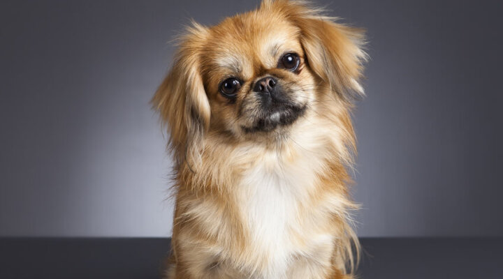 Pekinese