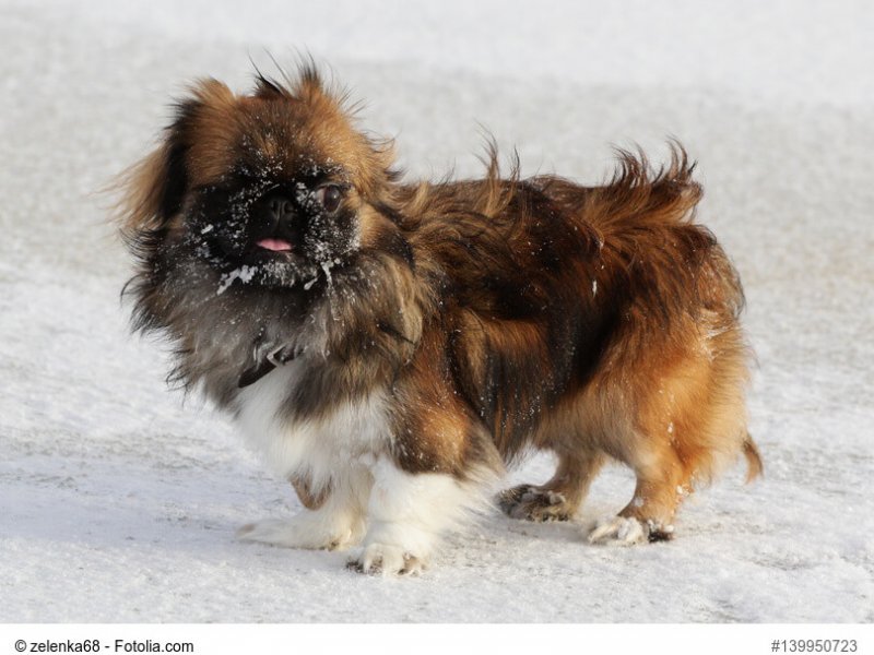 Dog Pekingese in winter on a walk