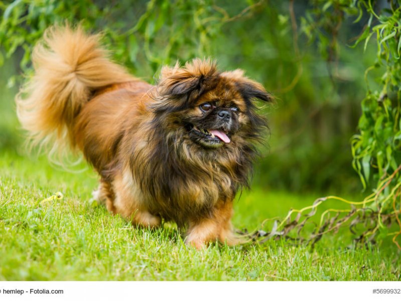 Pekingnese in Bewegung