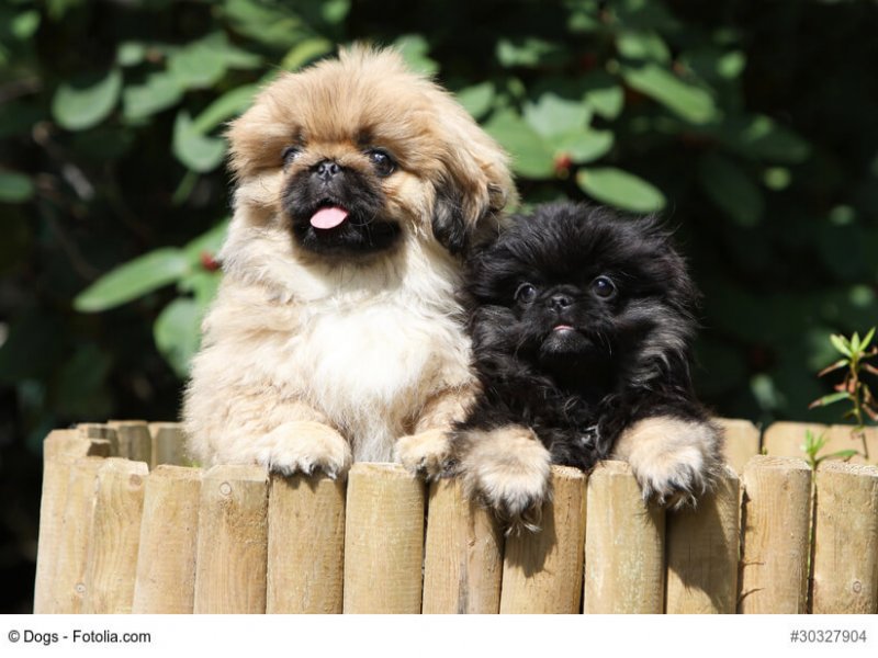 pekingese female and his baby dog
