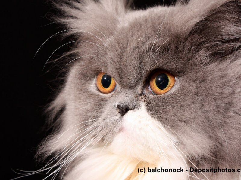 Grau Perserkatze mit eindrucksvollem Fell