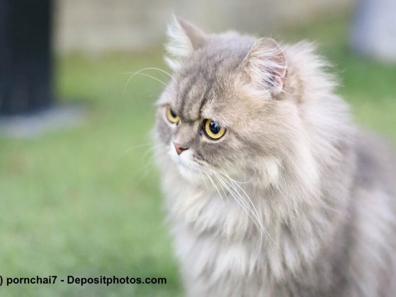 Aufmerksame graue Perserkatze