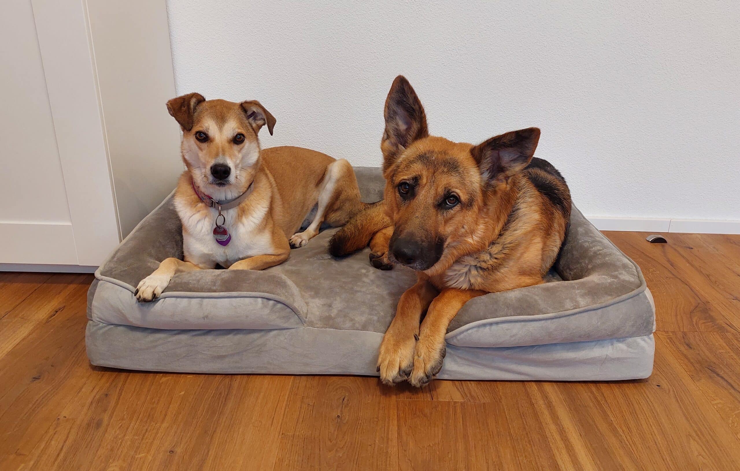 Schäferhund und Mischlingshund liegen im Petstuff Hundebett