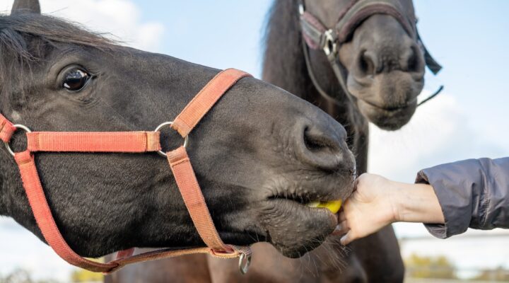 Geschenke für Pferde
