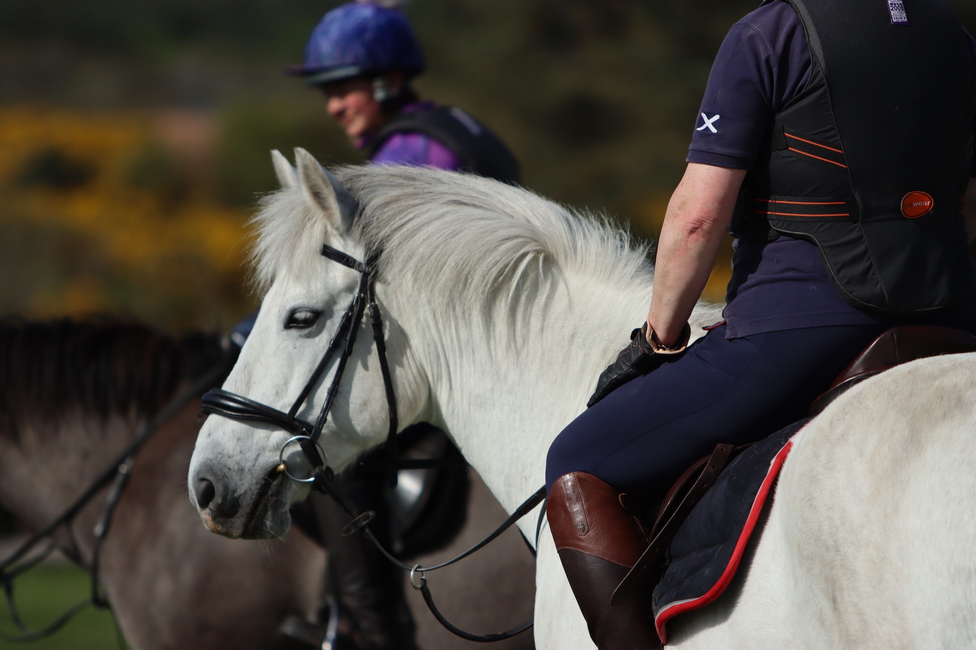 Reiter auf einem weißen Pony, angeschnitten, so dass der Kopf des Reiters nicht zu sehen ist. Beschriftung lautet: Reiter und Pferdebesitzer freuen sich immer über nützliche Geschenke. Doch wir haben auch ein paar schöne und außergewöhnliche Geschenkideen dabei.