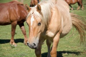 Heller Fuchs mit schmaler kleiner Blesse kommt nah auf die Kamera zu